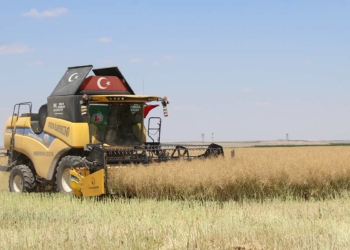 Aksaray'ın Eskil ilçesinde Tuz Gölü havzasında yer altı sularının 150 ila 200 metreye kadar çekilmesinin ardından çiftçilerin yoğun ürettiği dane mısır ile şeker pancarına alternatif ektiği, az su isteyen kanolanın hasadı başladı.