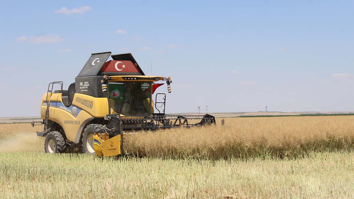 Aksaray'ın Eskil ilçesinde Tuz Gölü havzasında yer altı sularının 150 ila 200 metreye kadar çekilmesinin ardından çiftçilerin yoğun ürettiği dane mısır ile şeker pancarına alternatif ektiği, az su isteyen kanolanın hasadı başladı. 