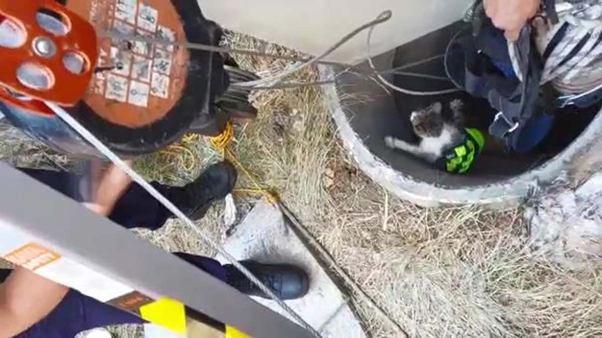 10 gün süren yavru kedi kurtarma operasyonu