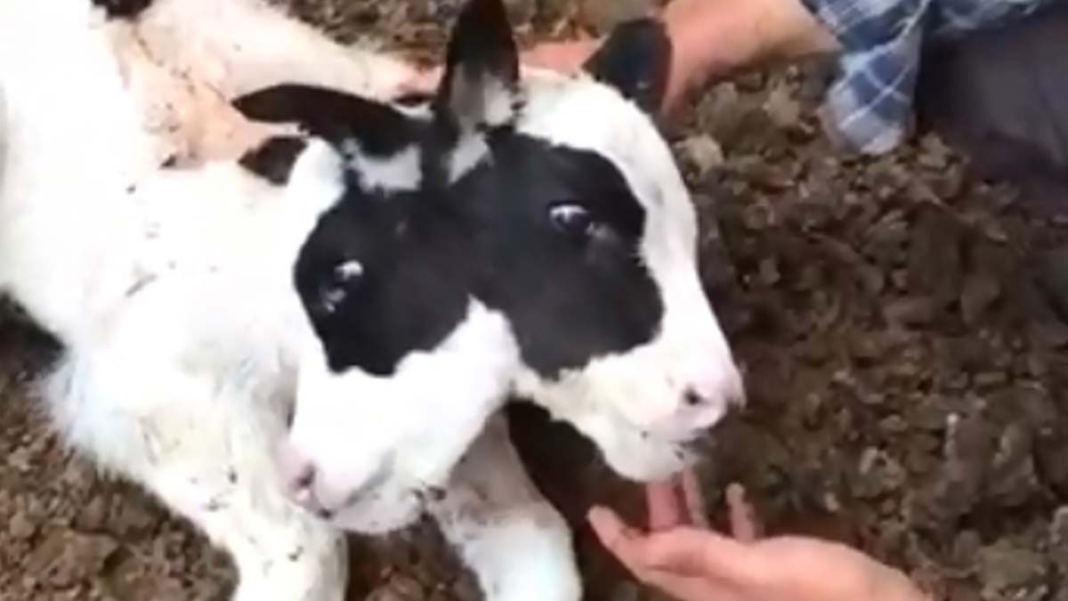 2 başlı buzağı eğitim için kullanılacak