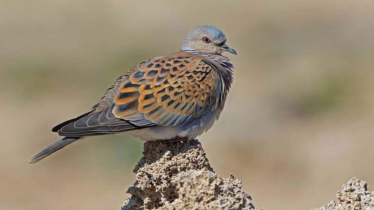 29 kuş türü ve 5 memeli yaban hayvanı av listesinde