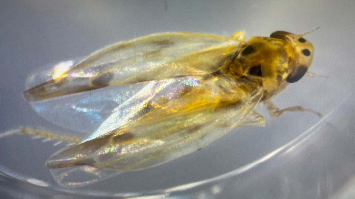 Böcekler hastalık taşıyarak Türkiye'ye geliyor