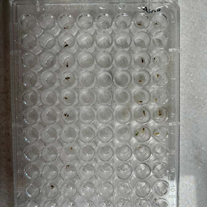 Böcekler hastalık taşıyarak Türkiye'ye geliyor