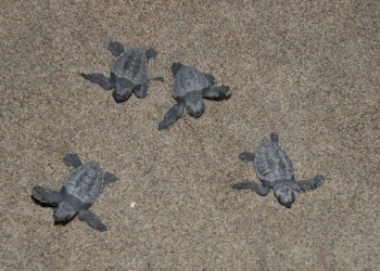 5 bininci yavru caretta caretta Akdeniz'e ulaştı