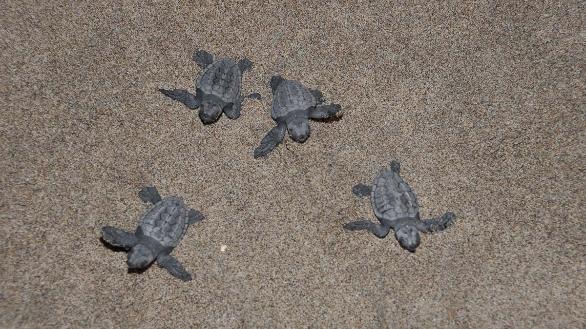 5 bininci yavru caretta caretta Akdeniz'e ulaştı