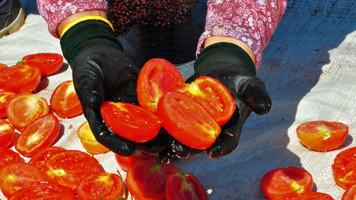 Abd ve avrupanin kuru domatesi manisadan 1 - yerel haberler - haberton