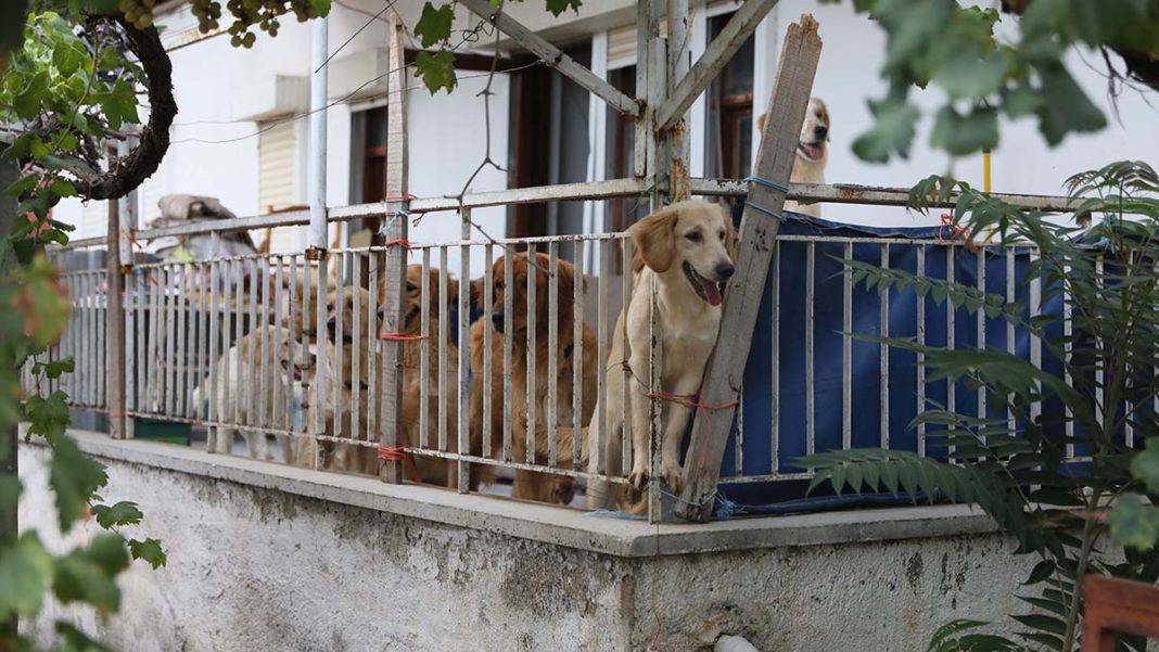 Aç bırakılan köpeklerin birbirini öldürdüğü iddiası