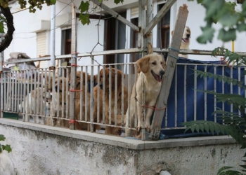 Aç bırakılan köpeklerin birbirini öldürdüğü iddiası