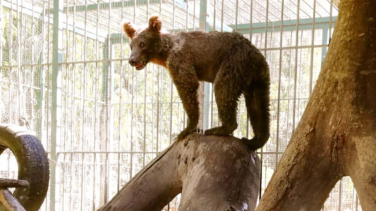 Acı bal yiyen ayının adı 'Balkız' oldu