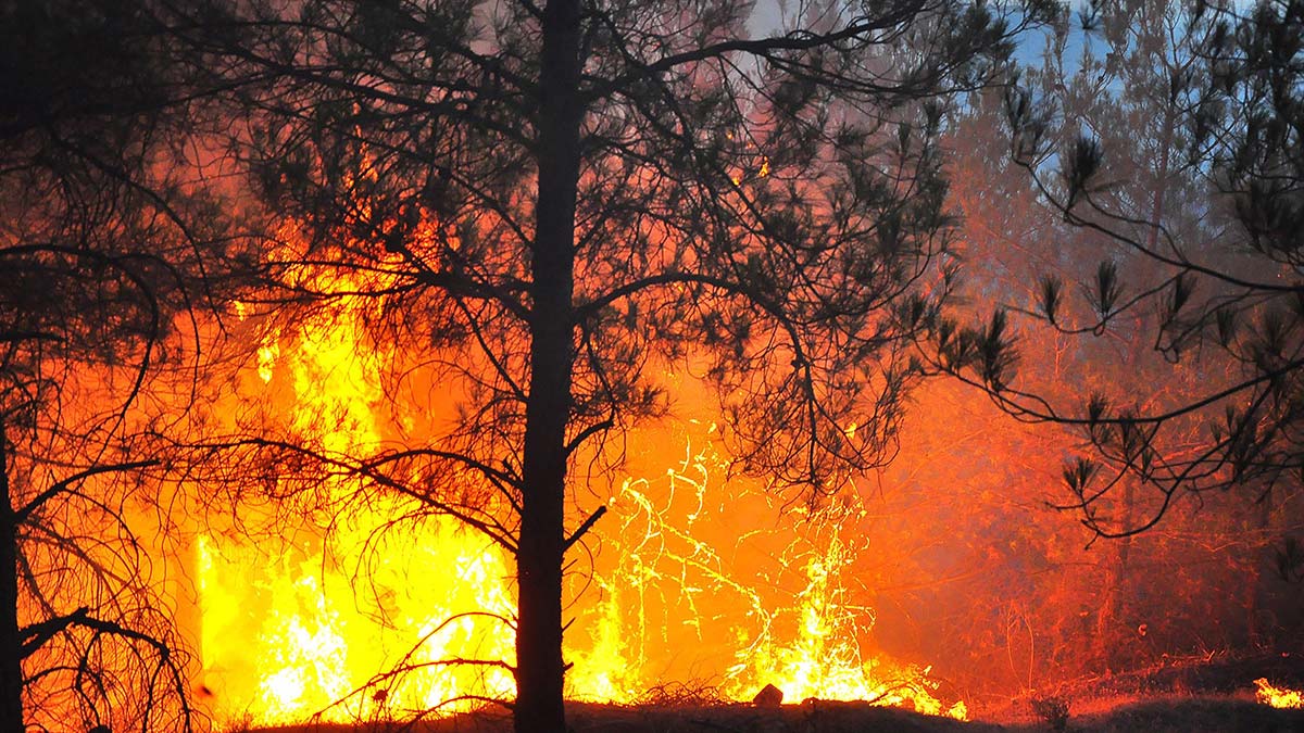 Akhisar yangınının bilançosu belli oldu