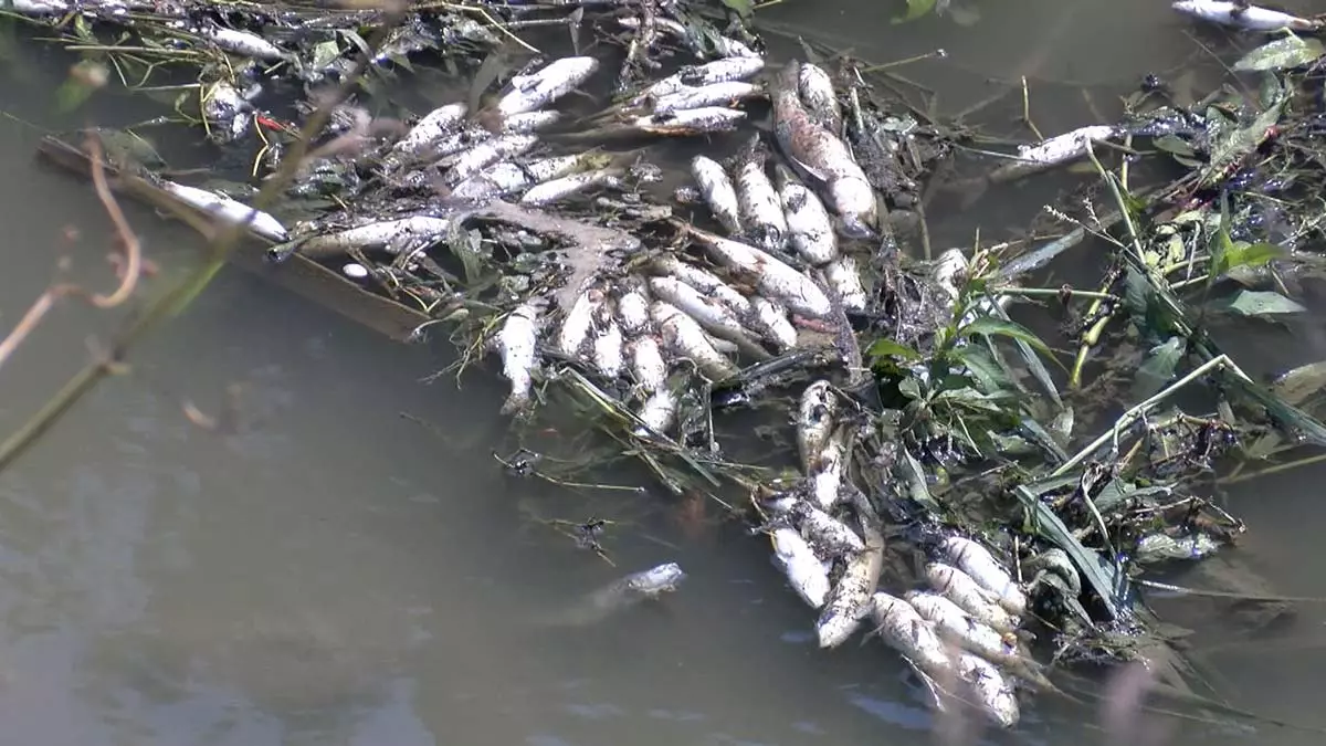 Alibeyköy deresi'nde balık ölümleri