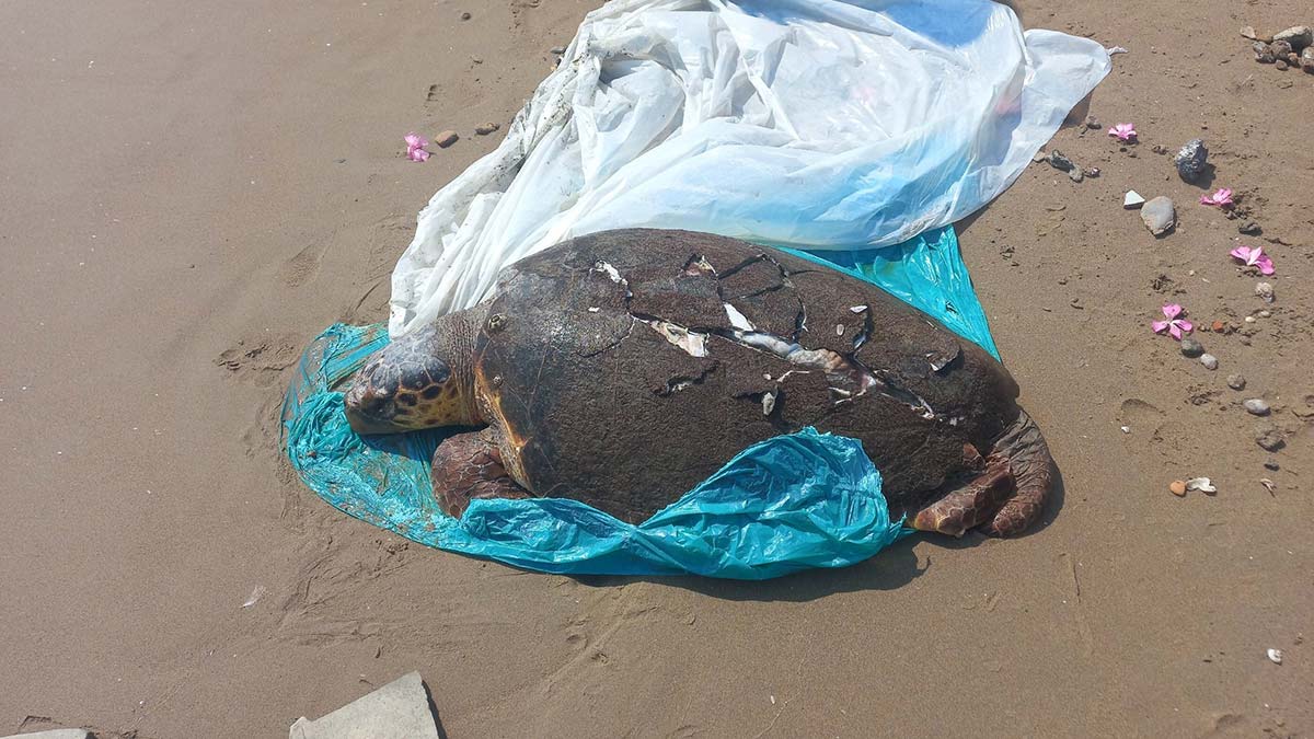 Antalyada 2 olu deniz kaplumbagasi sahile vurdu 1 - yerel haberler - haberton