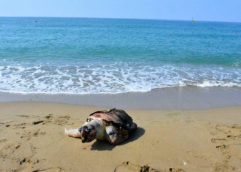 Antalya'da 2 ölü deniz kaplumbağası sahile vurdu