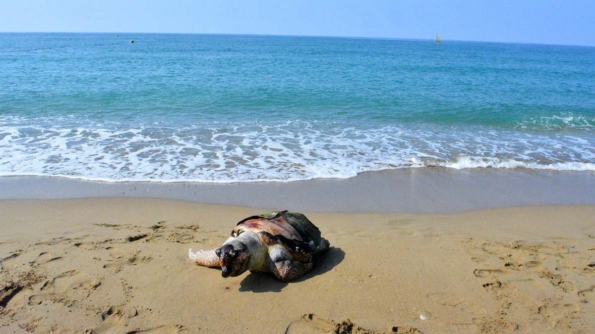 Antalya'da 2 ölü deniz kaplumbağası sahile vurdu