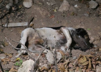 Antalya'da köpek ölümlerine yenileri eklendi