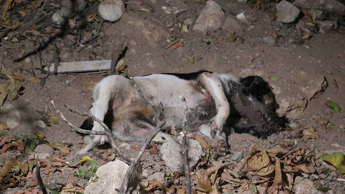 Antalya'da köpek ölümlerine yenileri eklendi