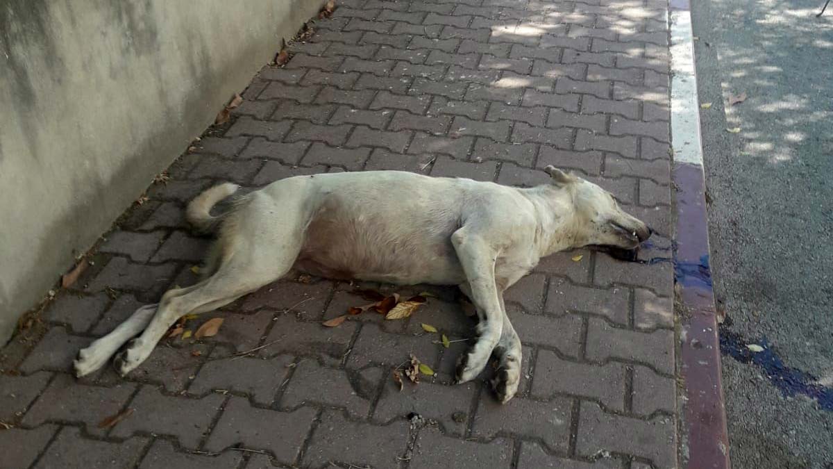 Antalya'daki köpek ölümlerine çare arıyorlar