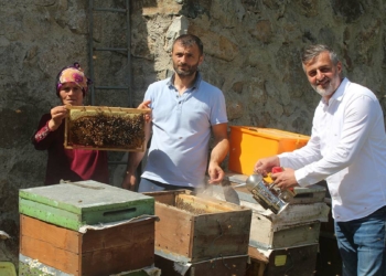 Anzer balında sağım başladı