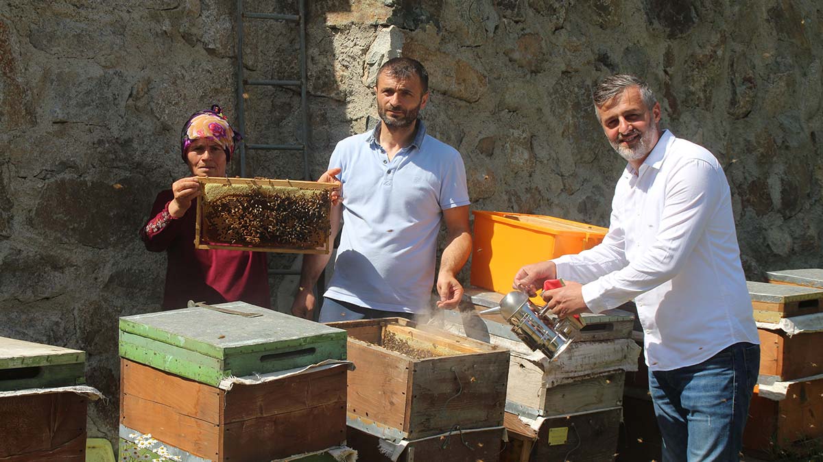 Anzer balında sağım başladı