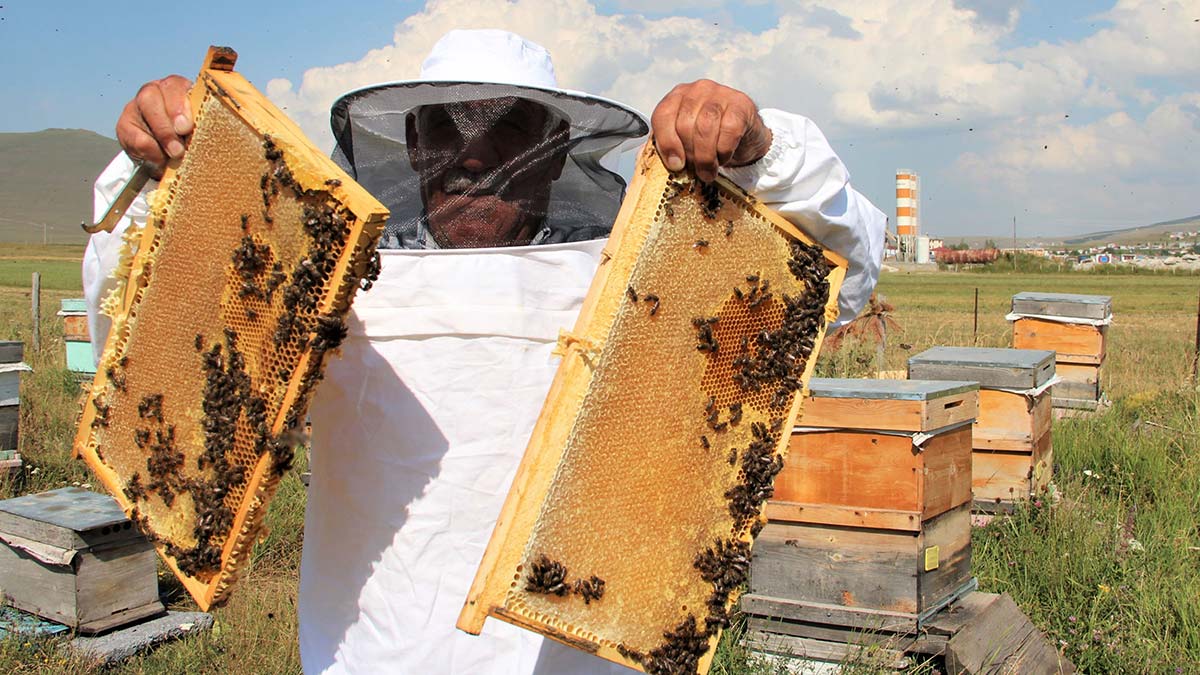 Ardahan'da çiçek balının hasadı başladı