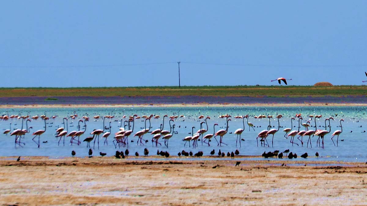 Arin Gölü'nü konaklayan flamingolar kadrajda
