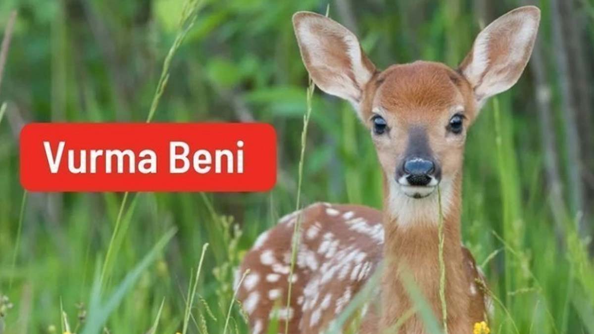 Av izni verilen hayvanlar için 120 bin imza