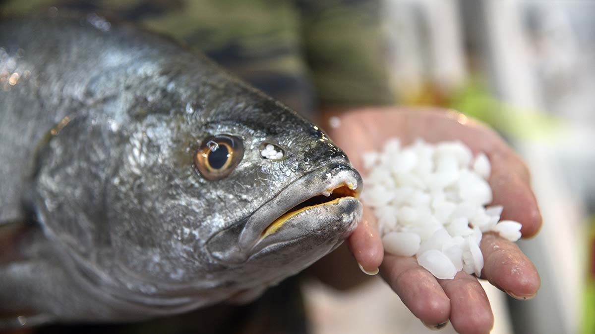 Balığın başındaki otolit taşının kilosu 1000 lira