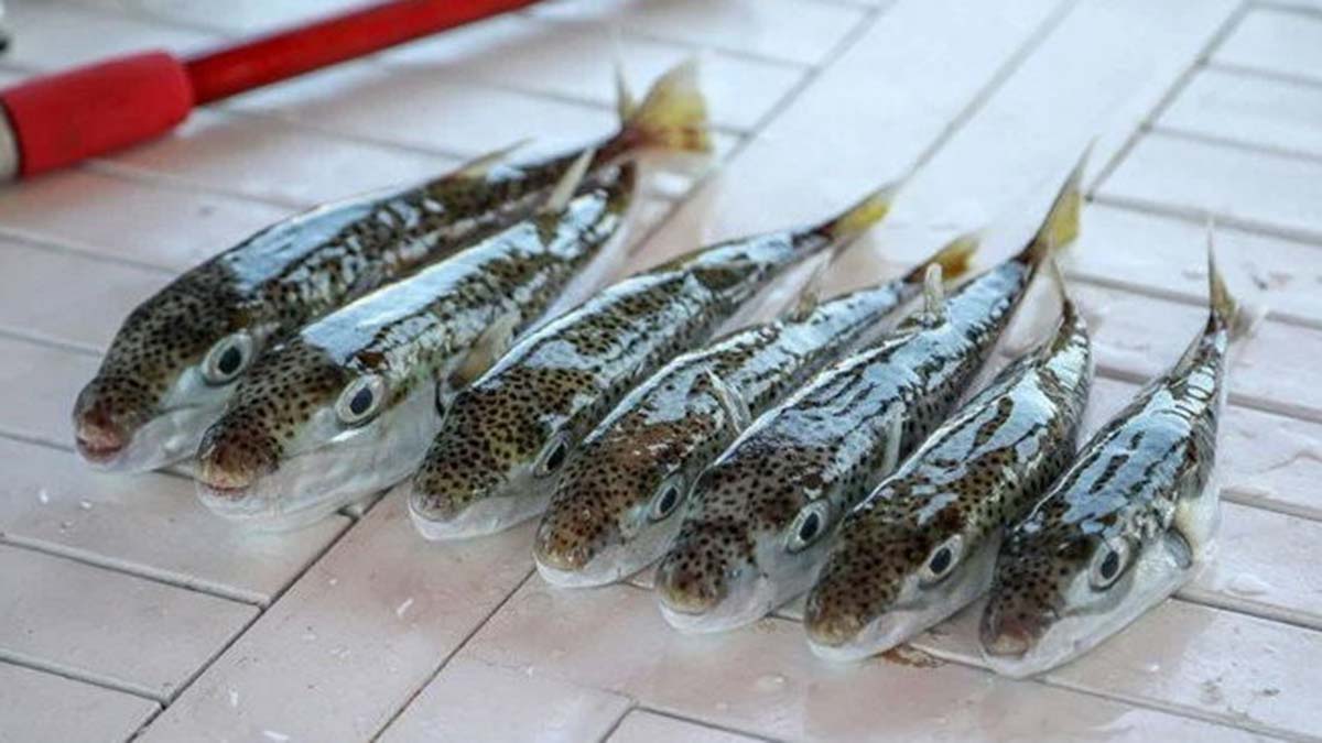 Balon balığı avına destek ödemesi artırıldı