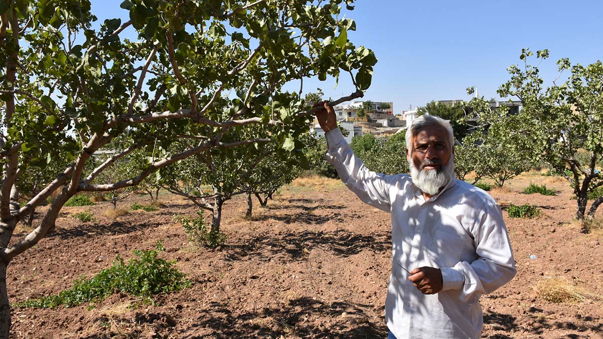 Batman'da fıstık üreticileri hırsız nöbetinde