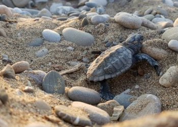 Belek'te caretta caretta yuvaları yüzde 61 azaldı