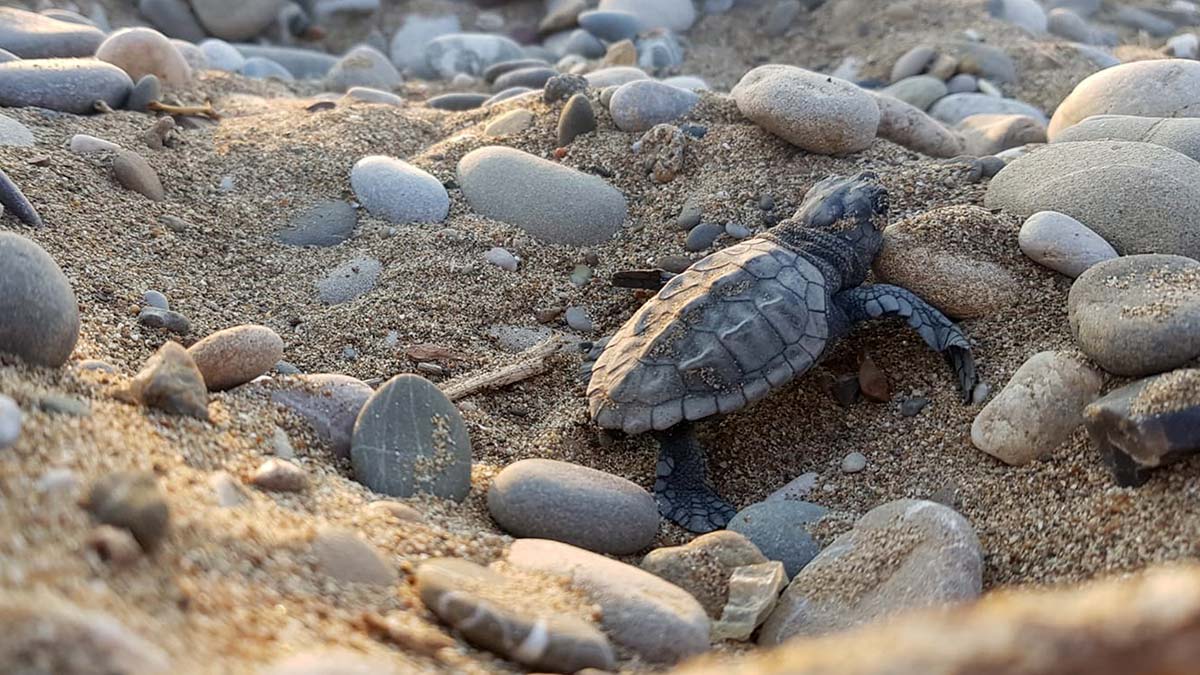 Belek'te caretta caretta yuvaları yüzde 61 azaldı