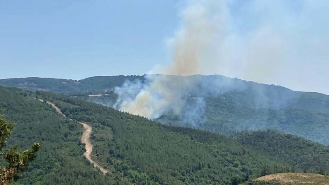 Biga'da orman yangını 