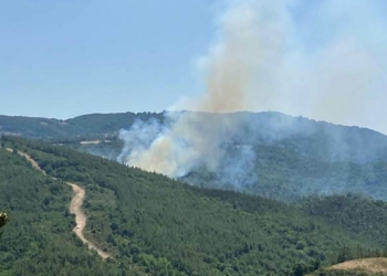 Biga'da orman yangını