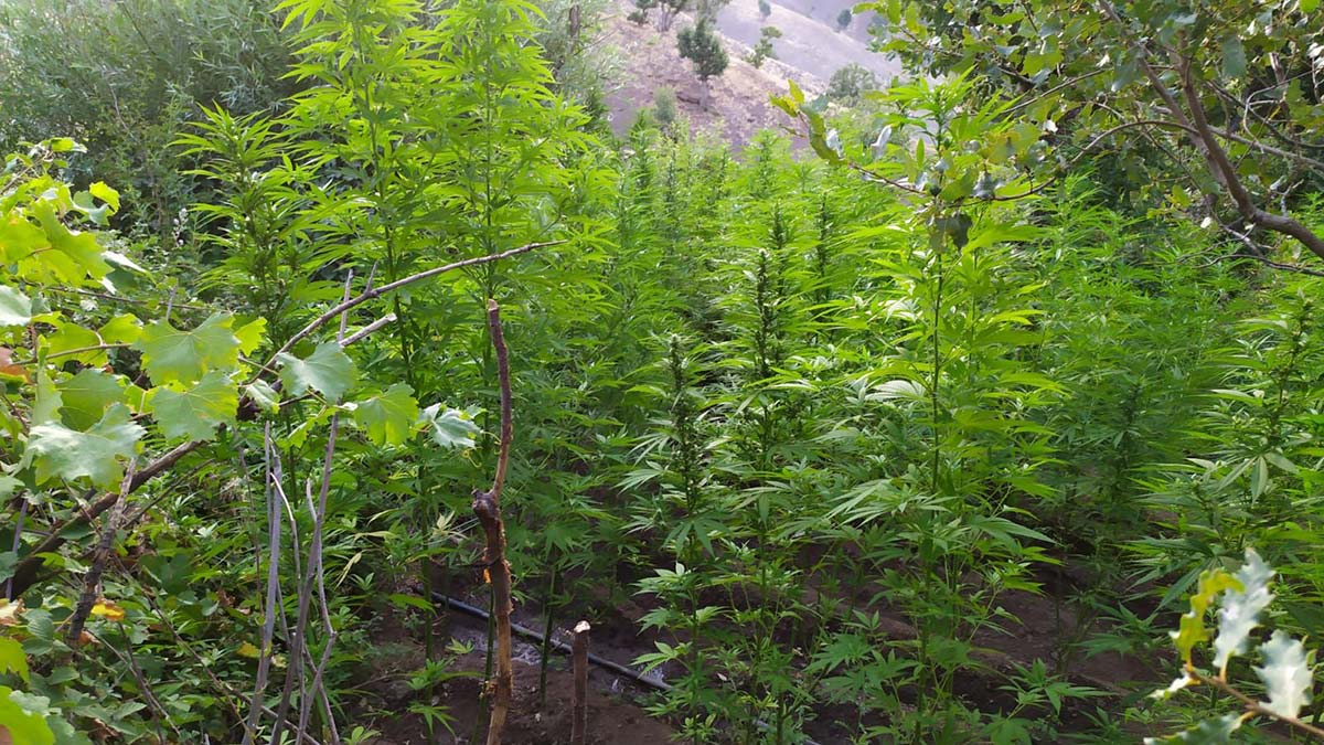 Bingöl'de narkoterör operasyonu