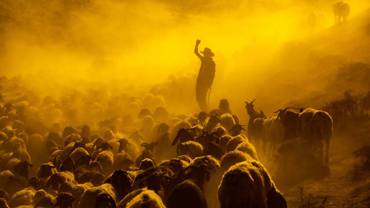 Bitlis'te koyunların tozlu yolculuğu