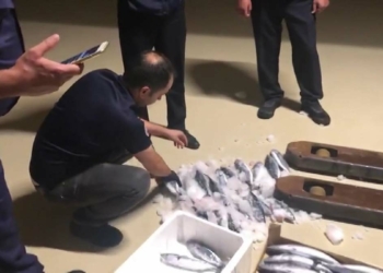 Boğaz'da palamut nöbeti
