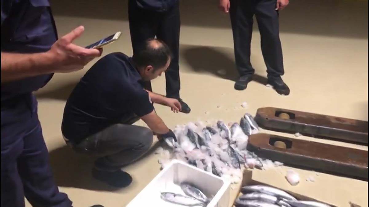 Boğaz'da palamut nöbeti