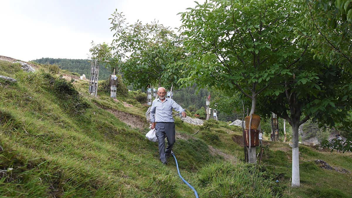 Boş araziyi meyve bahçesine çevirdi