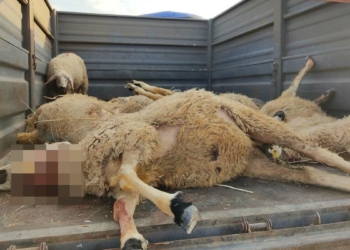 Bozayı ağıla girip 17 küçükbaşı öldürdü