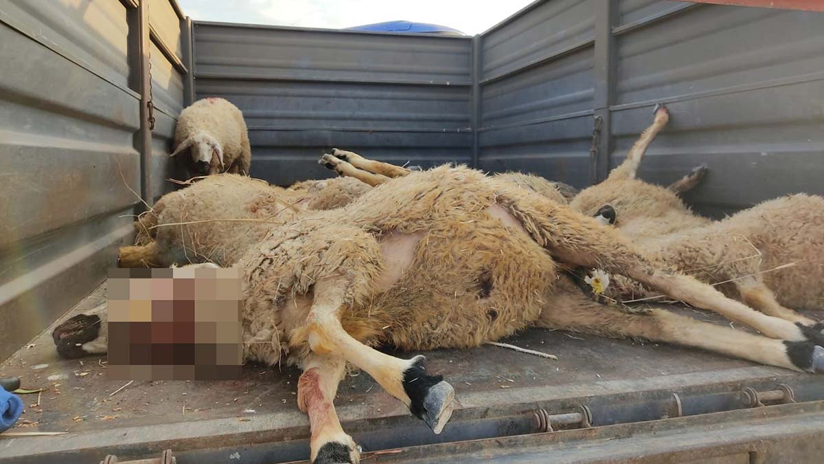 Bozayı ağıla girip 17 küçükbaşı öldürdü