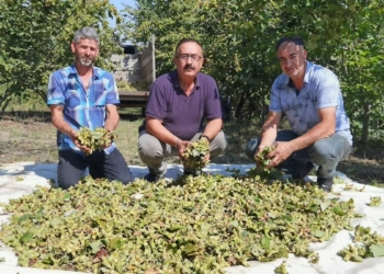 Bursa'da fındık hasadı başladı