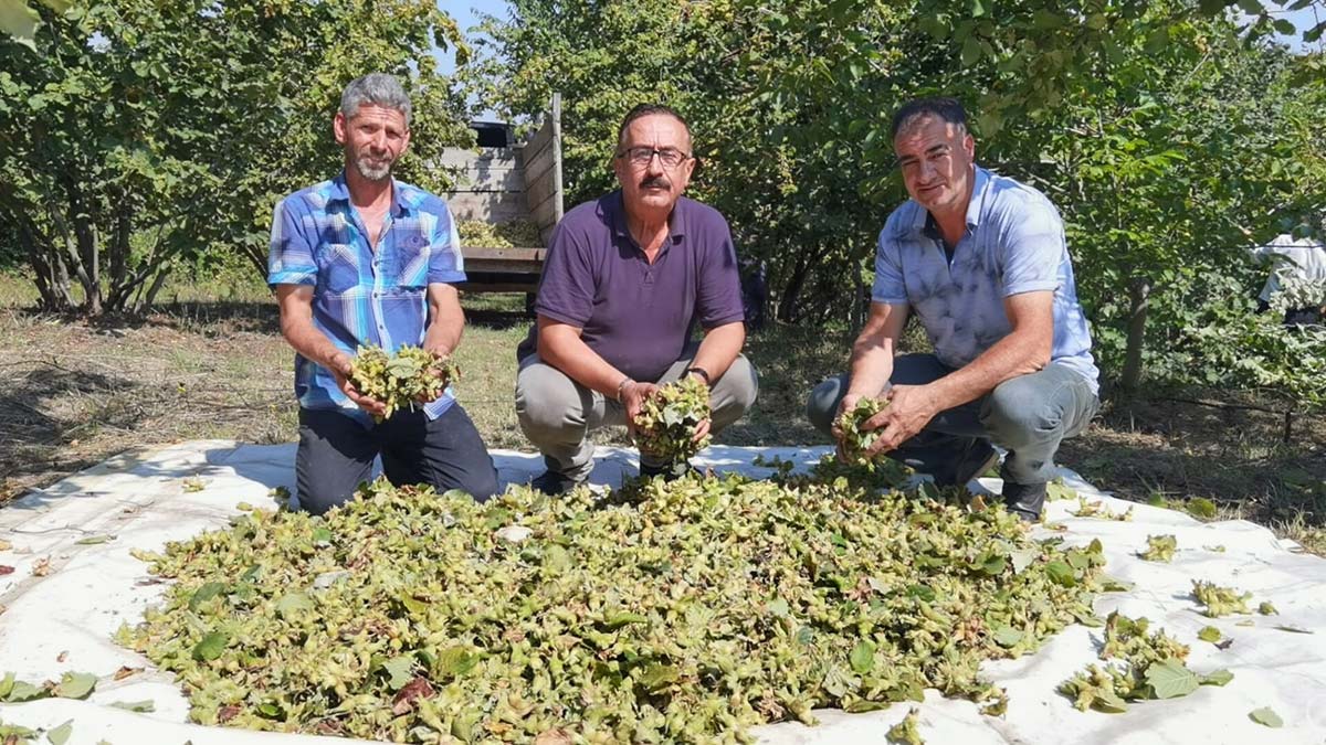 Bursa'da fındık hasadı başladı