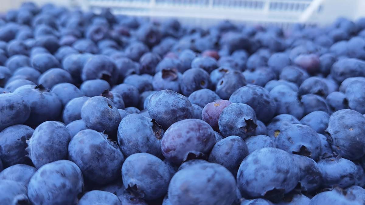 Bursa'dan Hong Kong'a yaban mersini ihracatı