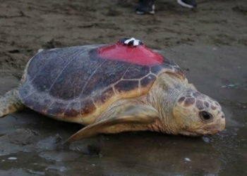 Caretta caretta 'Tuba' 17 bin 500 km katetti