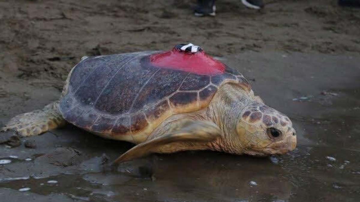 Caretta caretta 'Tuba' 17 bin 500 km katetti