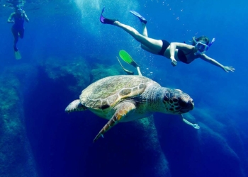 Caretta carettalara dokunmayın uyarısı