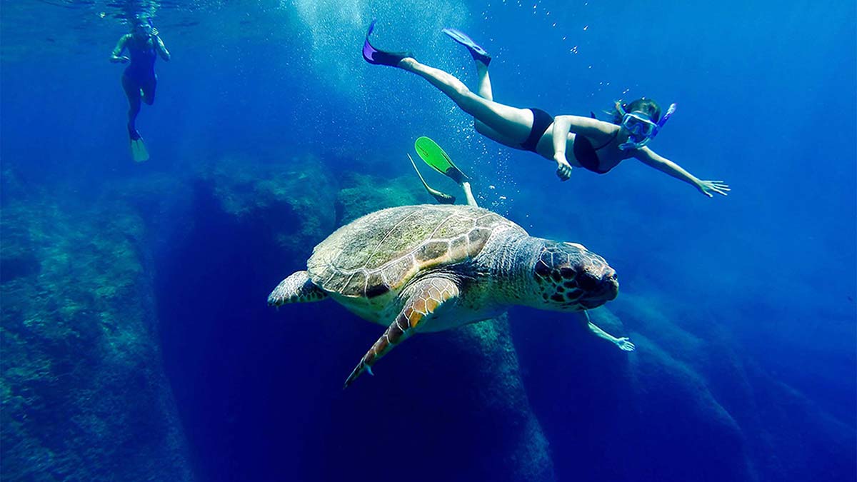 Caretta carettalara dokunmayın uyarısı