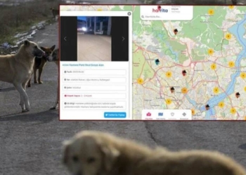 Çek elini patili dostlardan Havrita!