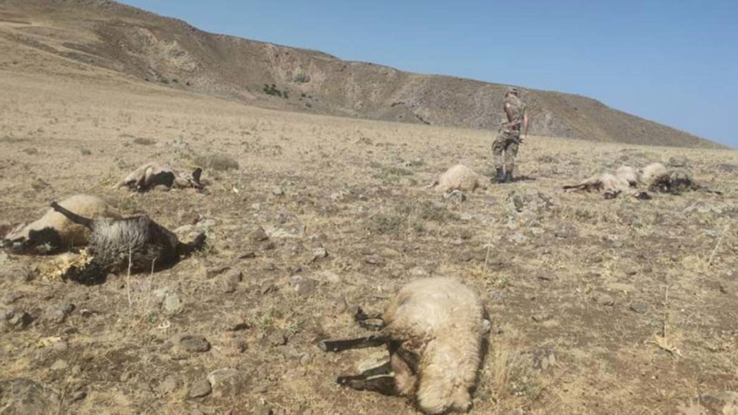 Cesedi bulunan çobanın 20 koyunu öldürülmüş