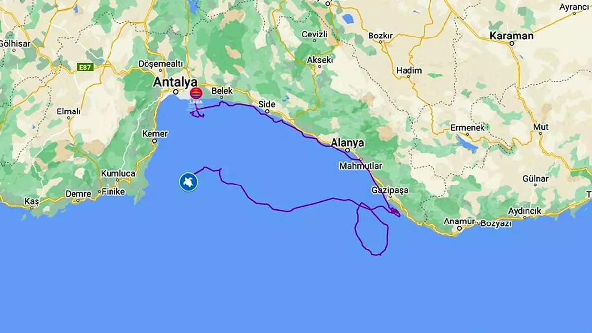 Deniz kaplumbagasi lara 485 kilometre yol katetti 1 - yerel haberler - haberton